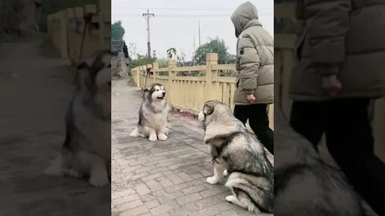 Dog see his owner funny moments #pet #funnyvideo