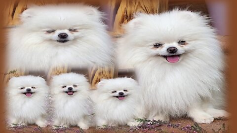Top Funniest & Cutest Puppies | Baby Dogs 😍🐶 |Cutest Moments of the animals