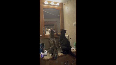 Kitties hunting treats (moths)