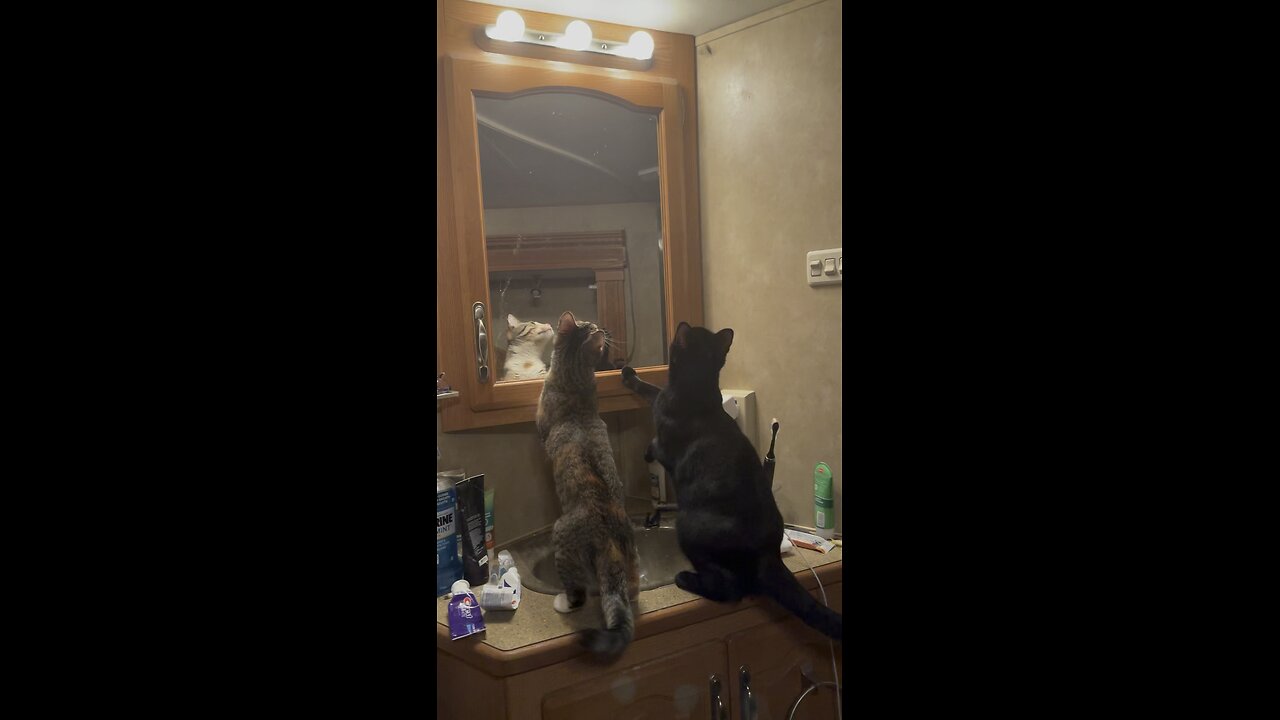 Kitties hunting treats (moths)