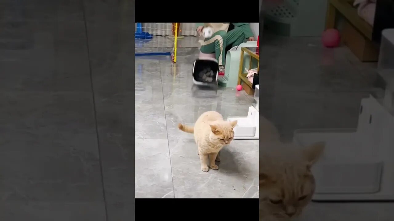 #funny #cat #youtube #subscribe