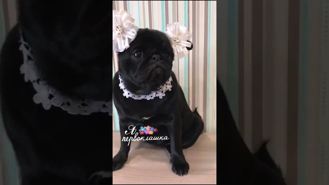 #shorts Смешные Собаки Из Тик Тока 81 Funny Dogs From Tiktok