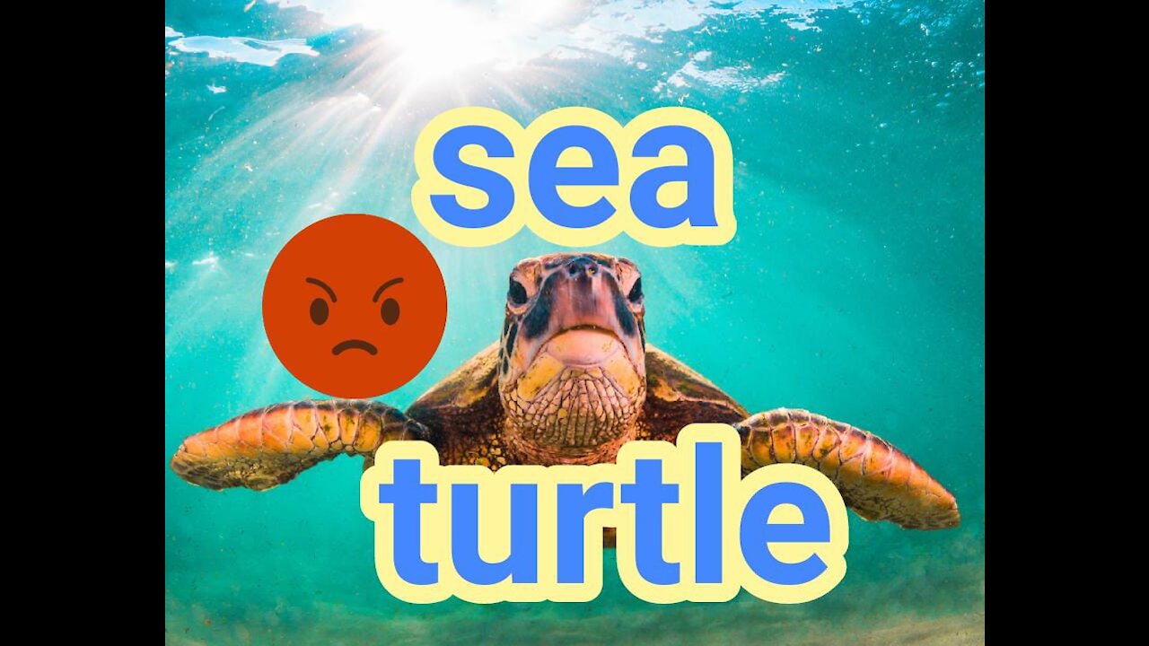 See turtle Angry