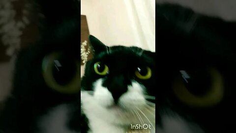 Gato Bartolomeu Tunico dançando 😺