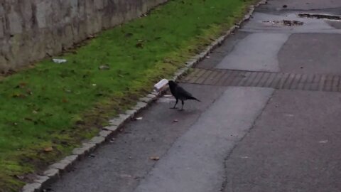 Crow getting drunk and showing problem solving behavior