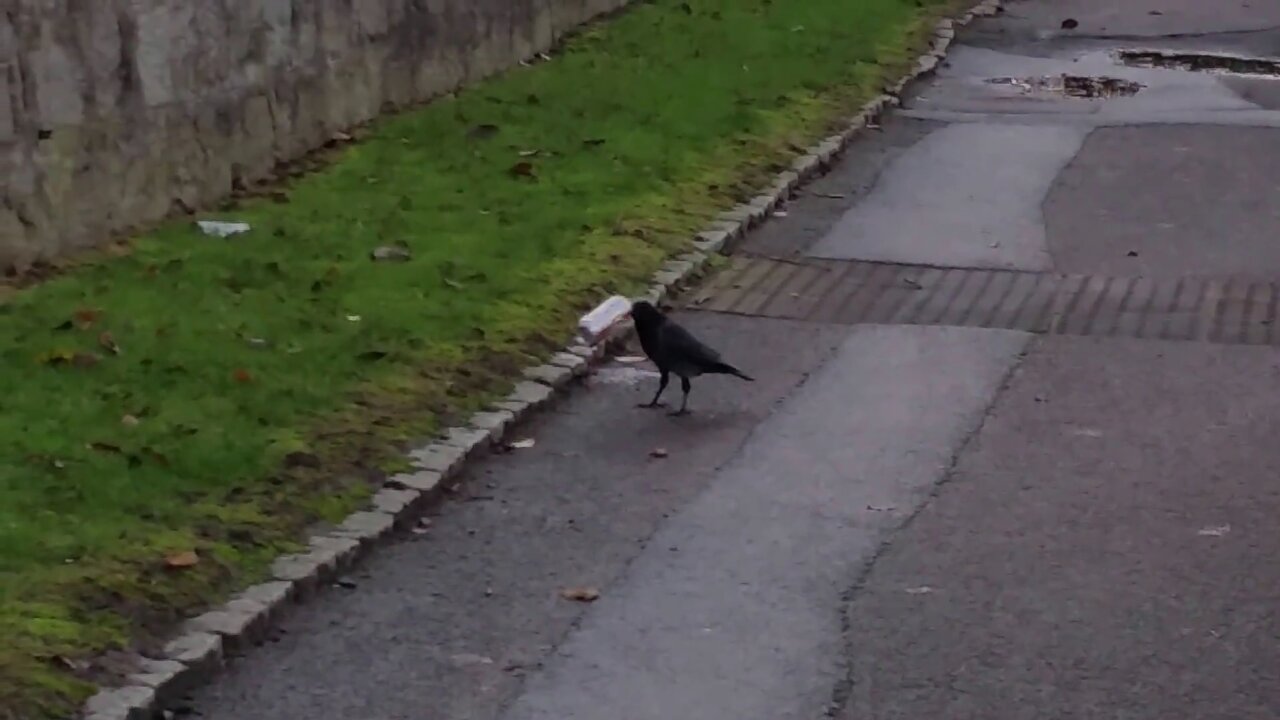 Crow getting drunk and showing problem solving behavior