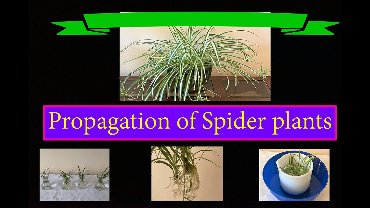 Spider Plant Propagation