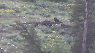 Bear cubs playing as Momma looks on!