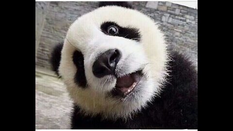 WHEN PANDAS BEING PANDAS JUST WATCH