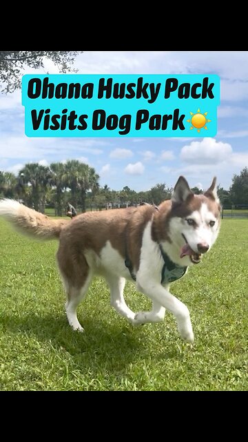 𝐇𝐮𝐬𝐤𝐲 𝐏𝐚𝐜𝐤 𝐕𝐢𝐬𝐢𝐭𝐬 𝐃𝐨𝐠 𝐏𝐚𝐫𝐤☀️