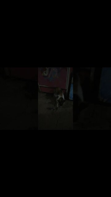 Si meong mainin sendok makan