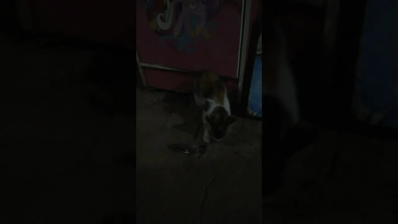 Si meong mainin sendok makan