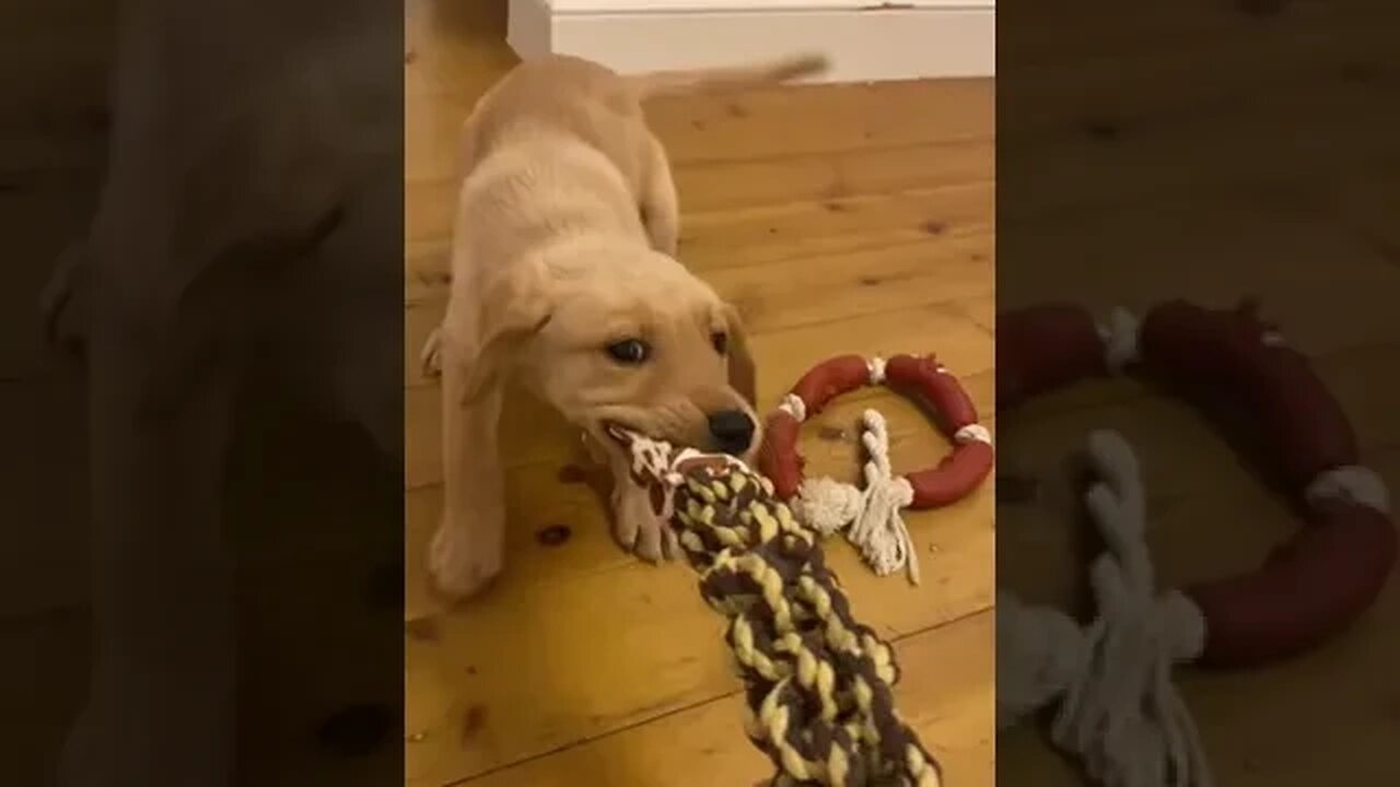 Funny Dog Playing Tug of War #funnyvideo #petvideos