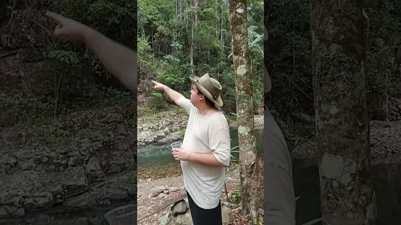 Bushwalking with Chief Aussie Springs of Tallebudgera