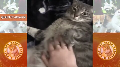 🙀 When Cats Get PISSED At Humans! (Part 3) 🥊🤺 | Try NOT to Laugh! 😹 (#Clips)