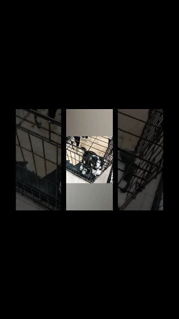 Animal Rescue Conroe Texas #shorts #dogs #animallover #animals #rescuedog @The Day After