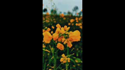 Satinder sartaj latest song ❤️WhatsApp status 🥺sometimes in village ❤️‍🔥