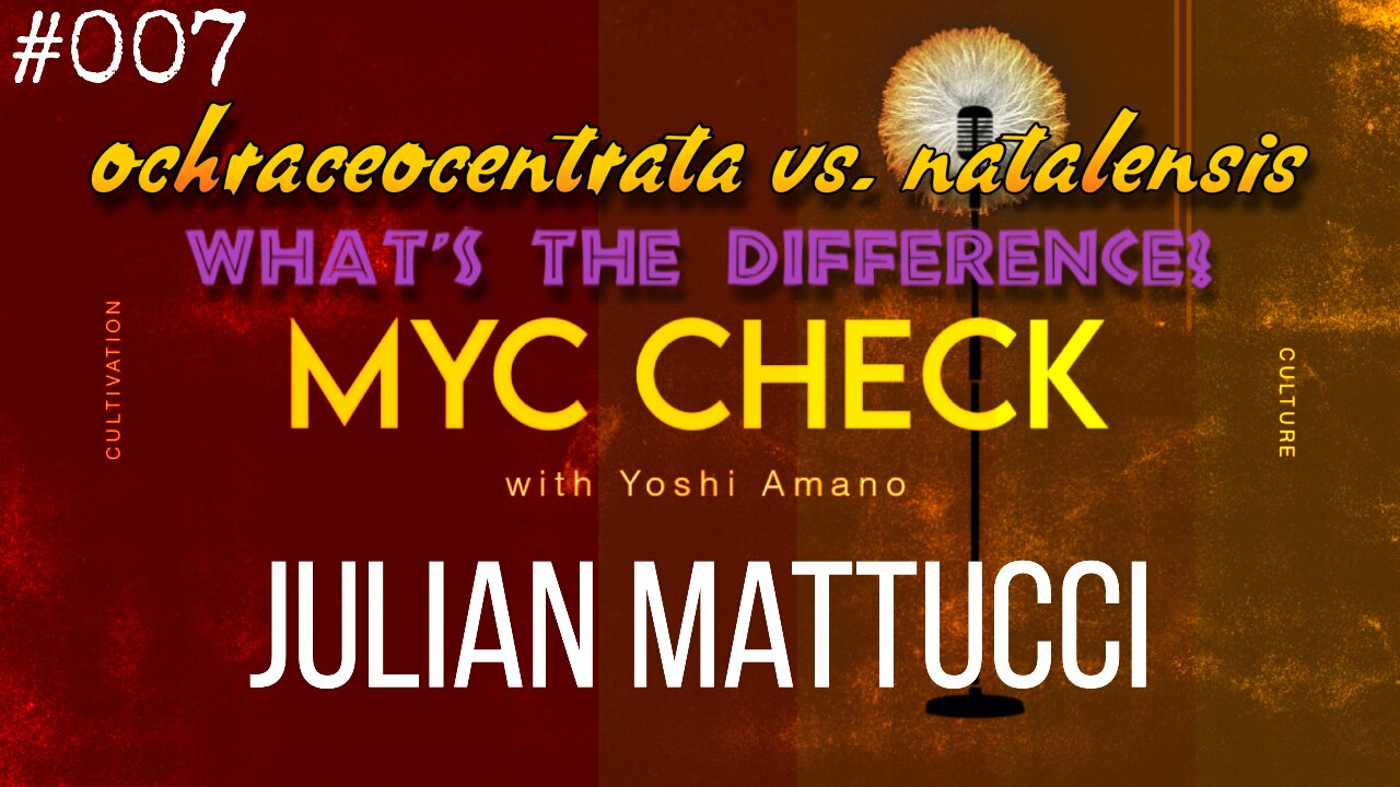 The difference between ochraceocentrata and natalensis w Julian Mattucci - Myc Check ep 007