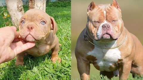 american bully transformation