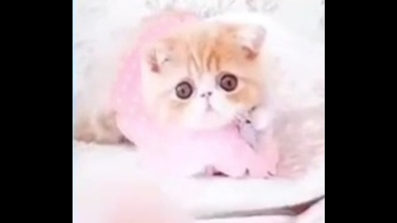 Cute cats & dogs 🐈🐈⬛🐕🦺(part 3)