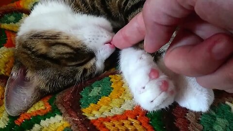 The Cutest Sleepy Cat