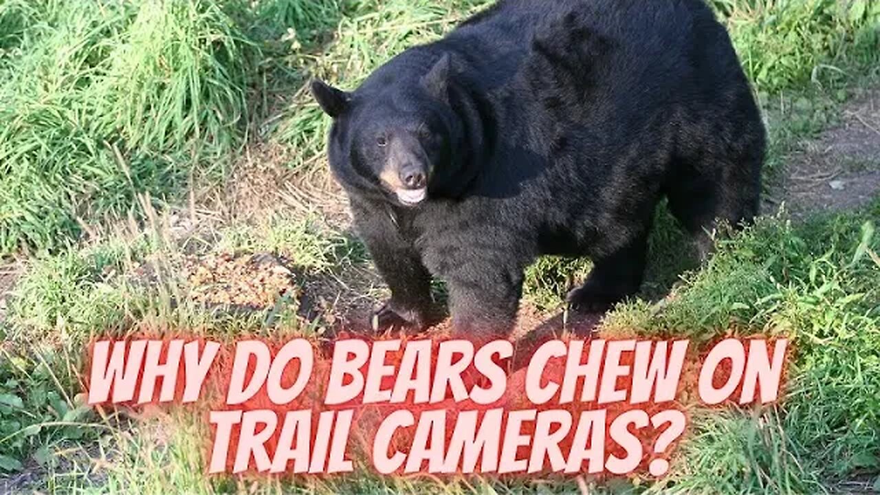 Why do bears chew on trail cameras?