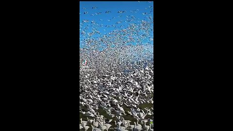 Group of Birds, Buetiful Seenery near water pound