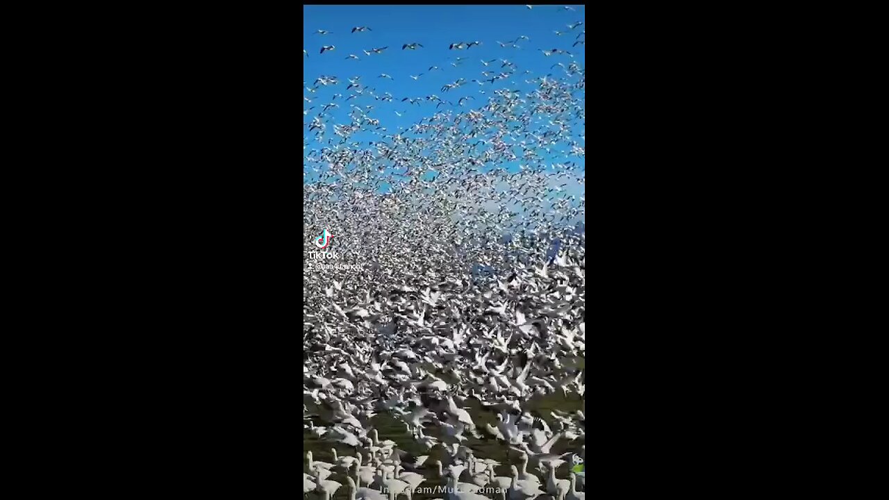 Group of Birds, Buetiful Seenery near water pound