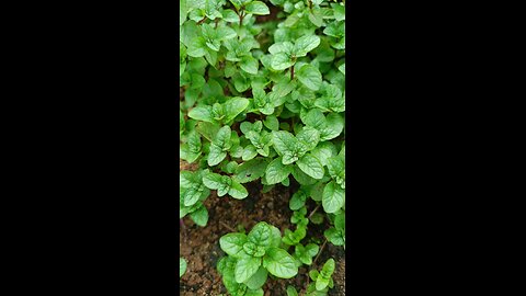 Pudina Mint leaves of health benefits