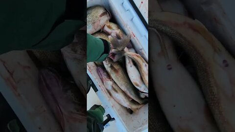 Well that's a wrap! Last trip for the season. 30 incredible Walleye! Stay tuned for waterfowl fun!