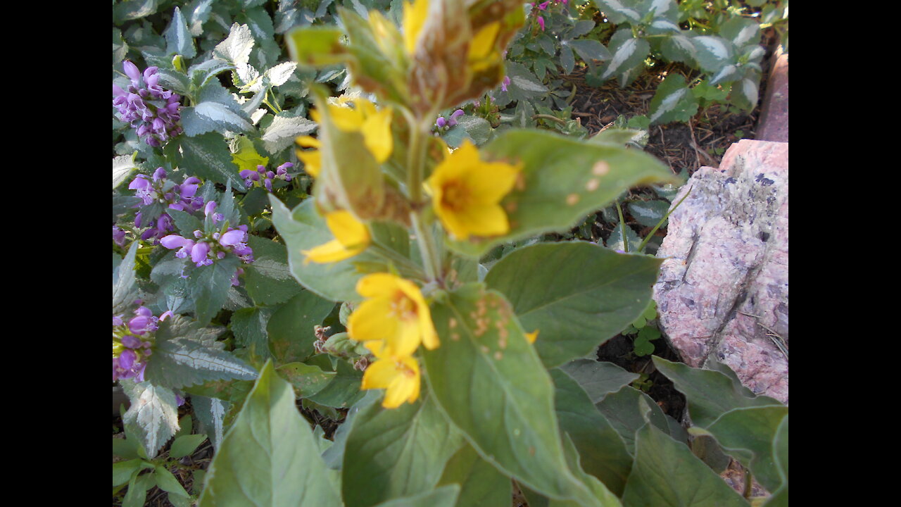 Splash of Yellow Yellow Loosestrife