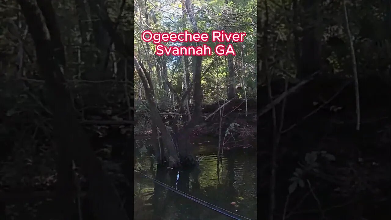 Ogeechee River/Buzzbait Bass Fishing #kayak #shortsvideo #bassangler