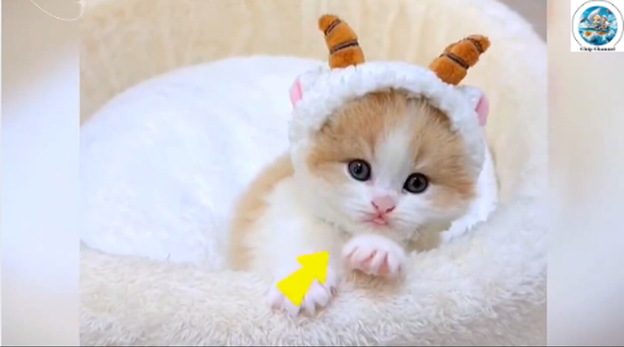 Cute kitten 1