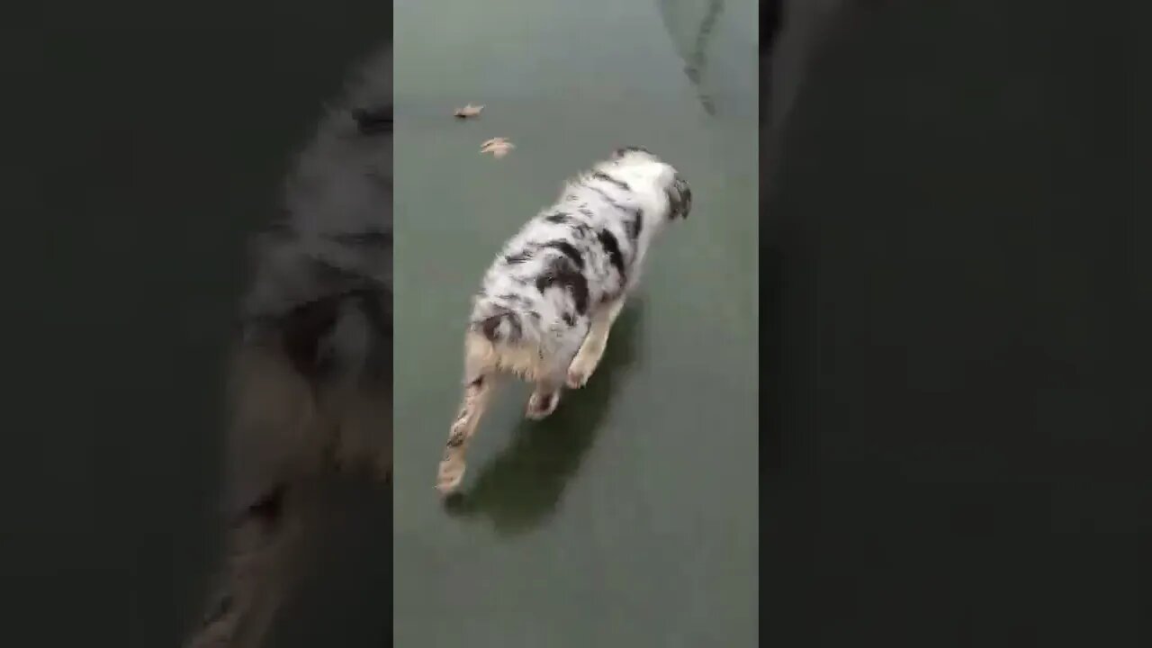 Get the zoomies out!