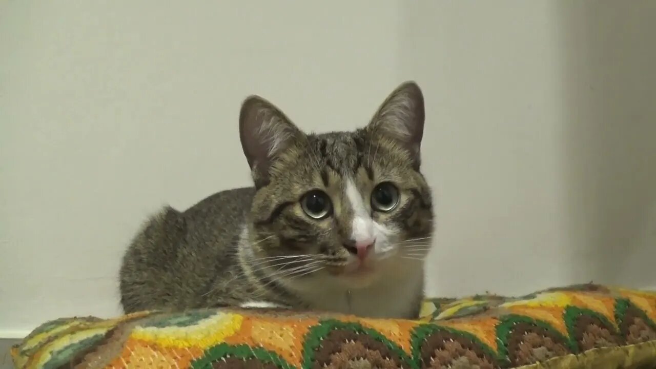 A Purrfect Cat Loaf
