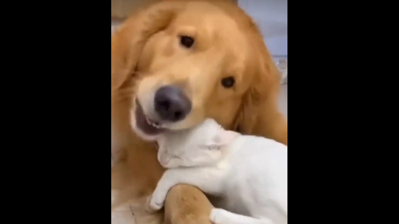 Dog and cat funny comedy videos