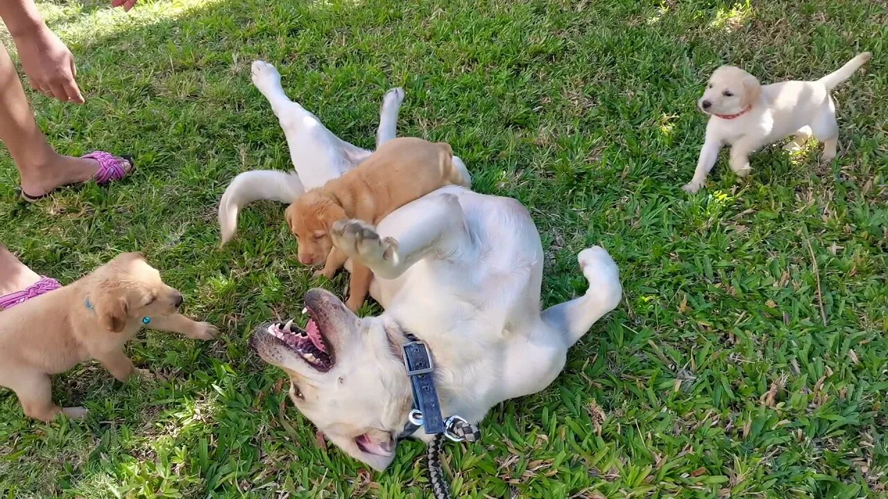FUNNY REACTION: LABRADOR DAD MEET PUPPIES