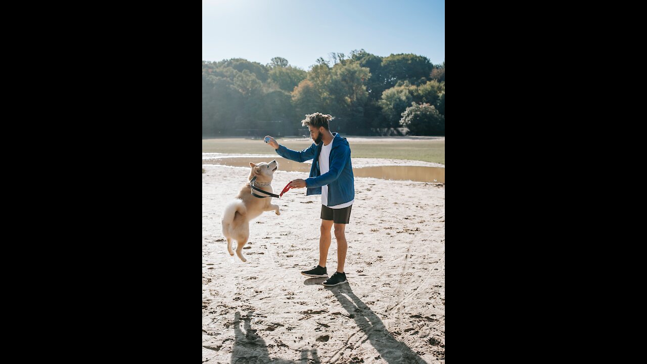 America's top professional dog trainers, a simple training strategy Pitbull Tried