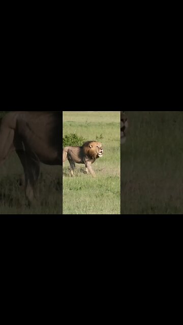Intruding Male Lions Chase Resident Pride #shorts | #ShortsAfrica