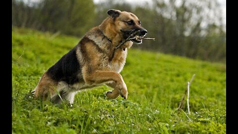 How to train your dog to be a guard dog learn Step by Step.