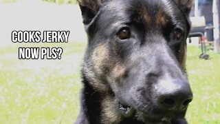 German Shepherd Makes Beef Jerky