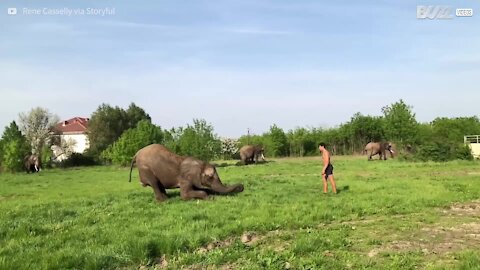 Uomo realizza salto mortale con l'aiuto di un elefante