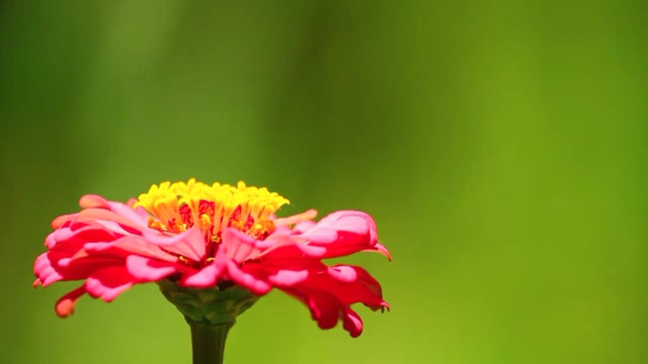 Butterfly Nature