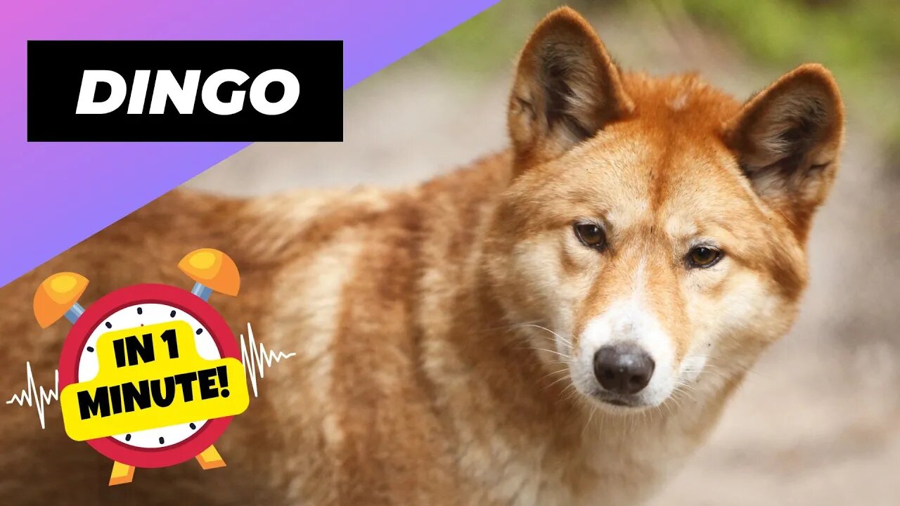 Dingo - In 1 Minute! 🦊 Australia's Biggest Land Predator | 1 Minute Animals