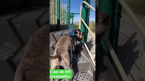 Playtime at the Playground. full video@vanpaths#travel ,#dogs #adventure