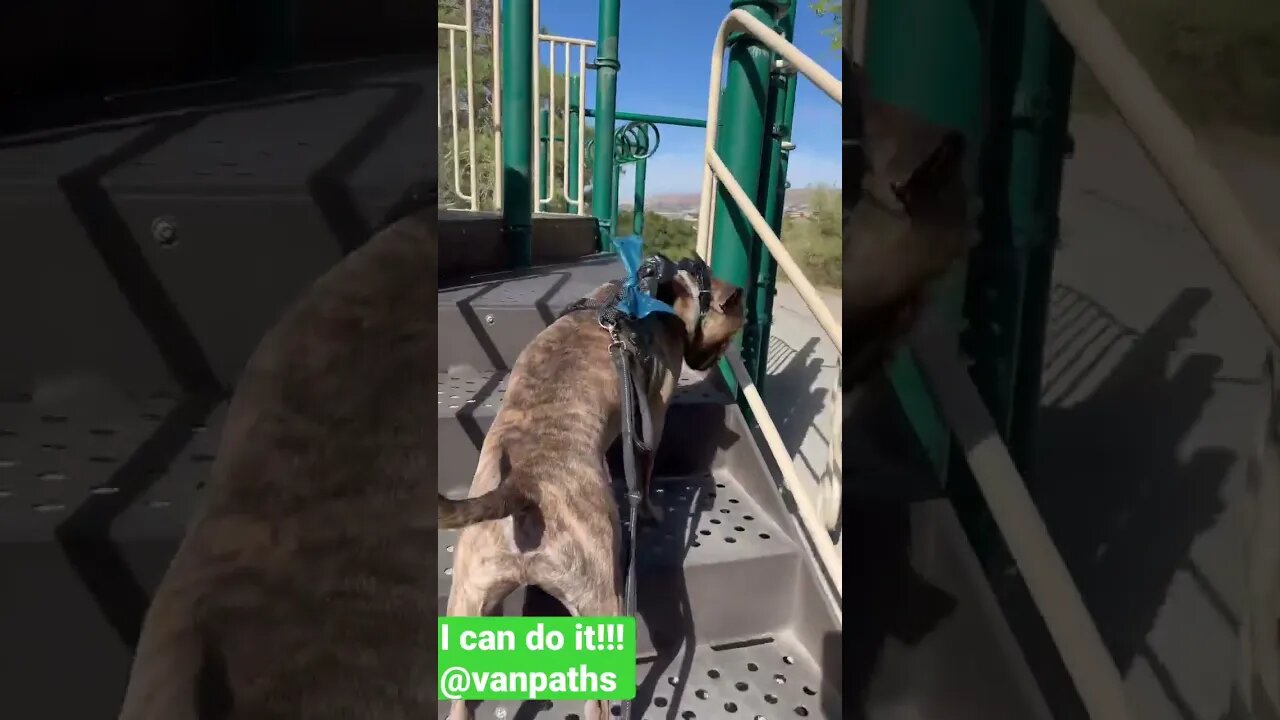 Playtime at the Playground. full video@vanpaths#travel ,#dogs #adventure