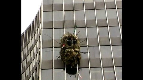 Man Builds Nest On Building