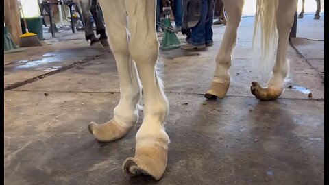 DEFORMED HOOF Transformation