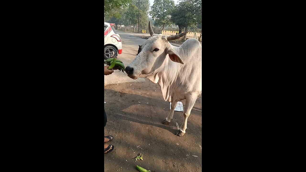 Gaumata