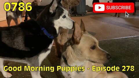 [0786] GOOD MORNING PUPPIES - EPISODE 278 [#dogs #doggos #doggies #puppies #dogdaycare]